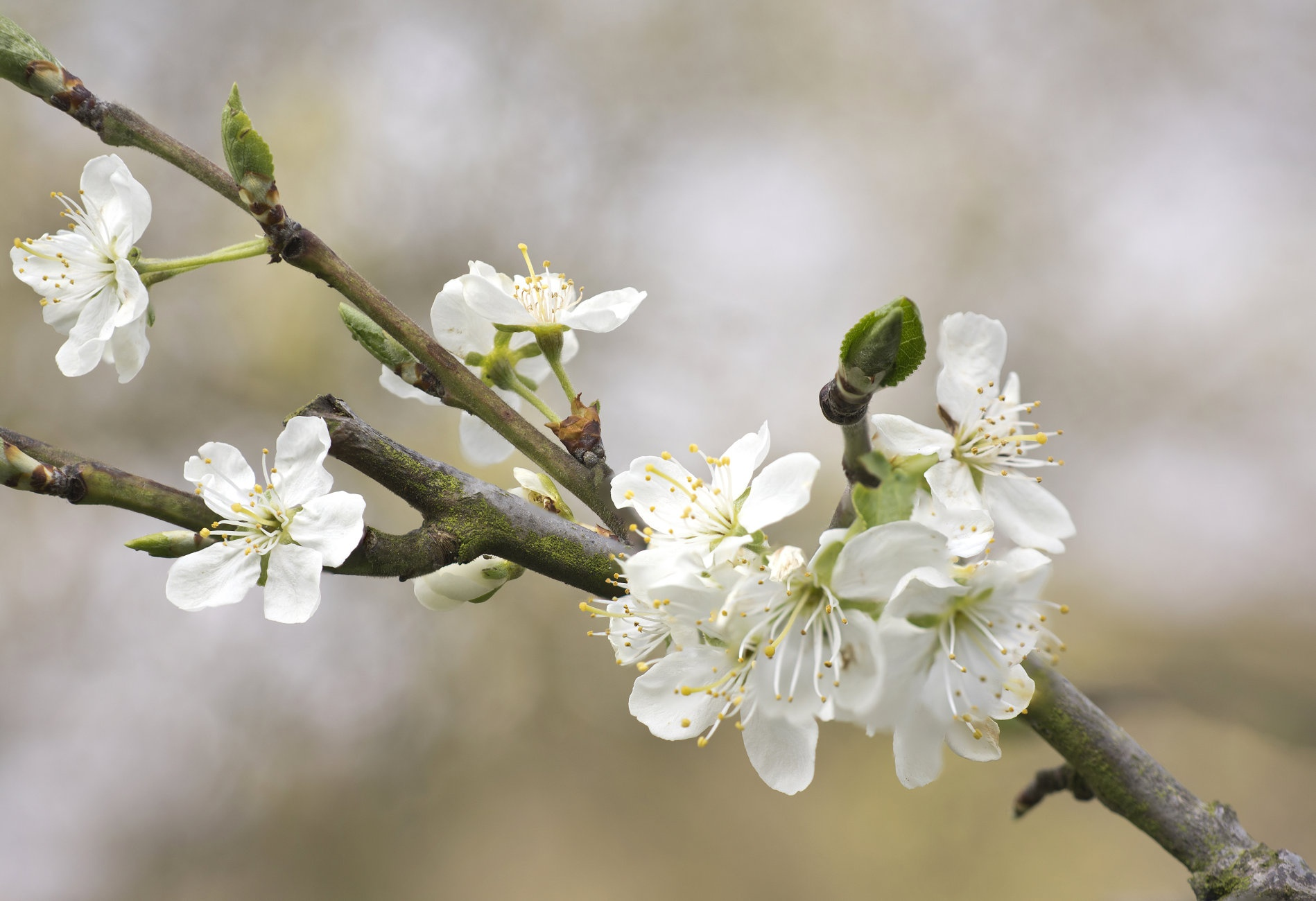 Vietnamese cultivation of gladiolus has focused on developing varieties 